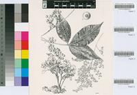 Rhus chirindensis Baker f.