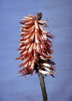 Aloe excelsa A.Berger