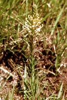 Hebenstretia dentata L.