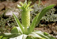 Eucomis autumnalis (Mill.) Chitt.