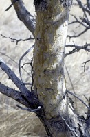 Acacia erubescens Welw. ex Oliv.