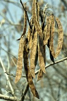 Acacia caffra (Thunb.) Willd.