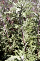 Artemisia afra Jacq. ex Willd.