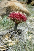Boophone disticha (L.f.) Herb.