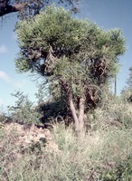 Euphorbia tirucalli L.
