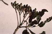 Anthocleista grandiflora Gilg