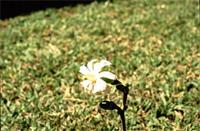 Anthocleista grandiflora Gilg
