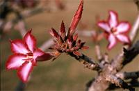 Adenium obesum (Forssk.) Roem. & Schult. var. multiflorum (Klotzsch) Codd