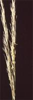 Stipagrostis namaquensis (Nees) De Winter