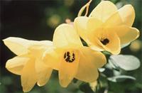 Bauhinia tomentosa L.