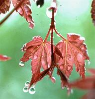 Acer palmatum Thunb.