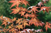 Acer palmatum Thunb.