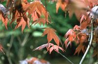 Acer palmatum Thunb.
