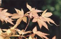 Acer palmatum Thunb.