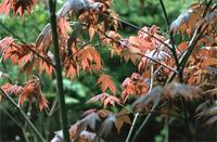 Acer palmatum Thunb.