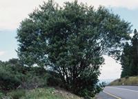 Buddleja saligna Willd.