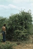 Capparis tomentosa Lam.