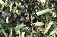 Euclea crispa (Thunb.) Gürke