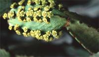 Euphorbia ingens E.Mey. ex Boiss.