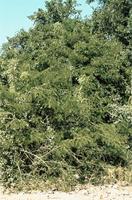 Capparis tomentosa Lam.