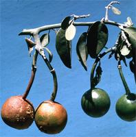Capparis tomentosa Lam.
