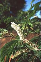 Acacia ataxacantha DC.