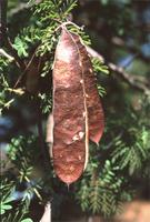Acacia burkei Benth.