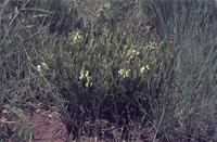 Eriocaulon sonderianum