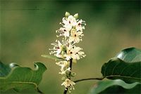 Guibourtia coleosperma (Benth.) J.Léonard