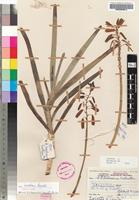 Holotype of Aloe hazeliana Reynolds var. hazeliana [family ASPHODELACEAE]