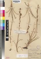 Isotype of Anthericum transvaalense Baker [family ANTHERICACEAE]