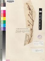 Isolectotype of Plectranthus floribundus N.E.Br. [family LAMIACEAE]