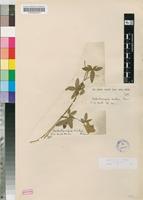 Isotype of Dalechampia kirkii Prain [family EUPHORBIACEAE]