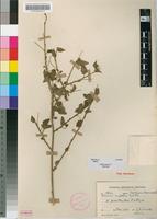 Holotype of Hibiscus praeteritus R.A.Dyer [family MALVACEAE]