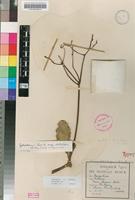 Type of Cyphostemma humile (N.E.Br.) Desc. ex Wild & R.B.Drumm. subsp. dolichopus (C.A.Sm.) Wild & R.B.Drumm. [family VITACEAE]