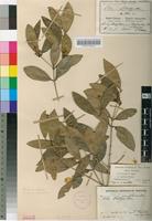Isotype of Linociera marlothii Knobl. [family OLEACEAE]