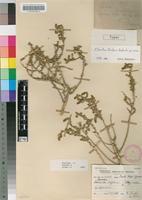 Holotype of Chenolea dinteri Botsch. [family CHENOPODIACEAE]