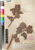 Holotype of Ficus smutsii I.Verd. [family MORACEAE]
