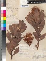 Holotype of Protea asymmetrica Beard [family PROTEACEAE]