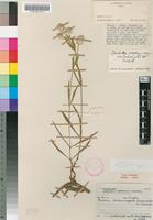Isotype of Pandiaka porphyrargyrea Suess. & Overkott [family AMARANTHACEAE]