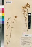 Isotype of Knowltonia canescens Szyszyl. var. pottiana Burtt Davy [family RANUNCULACEAE]