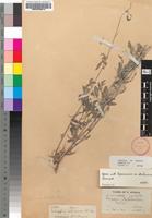Holotype of Indigofera subincana N.E.Br. [family FABACEAE]