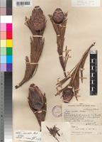 Holotype of Protea aristata L.E.Davidson [family PROTEACEAE]