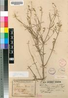 Isotype of Psilotrichum schimperi Engl. [family AMARANTHACEAE]