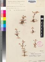 Isotype of Ilysanthes saxatilis Norl. [family SCROPHULARIACEAE]