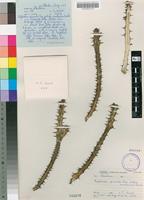Isotype of Euphorbia griseola Pax subsp. mashonica L.C.Leach [family EUPHORBIACEAE]
