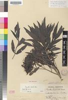 Lectotype of Pavetta tristis Bremek. [family RUBIACEAE]