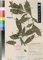 Isotype of Pavetta yalaensis Bremek. [family RUBIACEAE]
