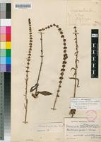 Holotype of Crassula nodulosa Schönland forma rhodesica R.Fern. [family CRASSULACEAE]