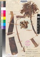 Holotype of Aloe munchii Christian [family ASPHODELACEAE]